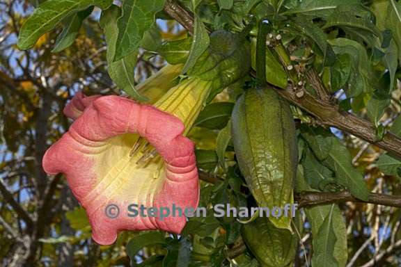 brugmansia sanguinea 5 graphic